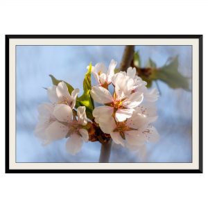 Fotografie cu flori de mar